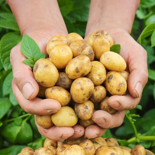 Jingxiansheng Enshi small potatoes net weight 4.5Jin Jin equals 0.5kg Single fruit 30-100g Fresh yellow potatoes Straight from the source of potatoes