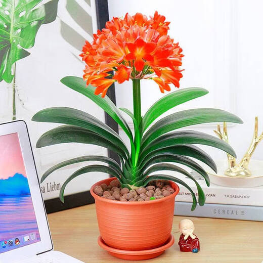 Four Seasons Clivia potted plant with buds, old seedlings, large and small seedlings, flower plants, indoor flowers and green plants, round-headed monks, Chinese red 9-11 leaves, flowering in the current year, 5 years old seedlings