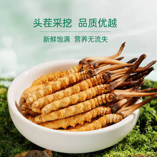 北京同仁堂【2025年头茬鲜草】新鲜冬虫夏草头期鲜虫草送父母滋补营养品0.8 0.8克/根 35根装