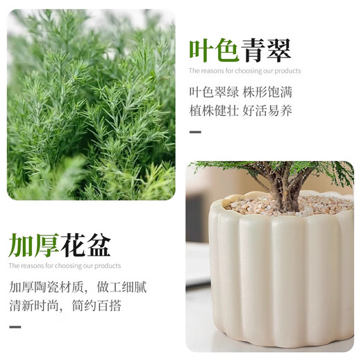 Green pine, green plant, mist pine, indoor small potted rime, office desktop, relax, plant ornaments for all seasons, mist pine + tiramisu pot + relax card, free tray + paving stone