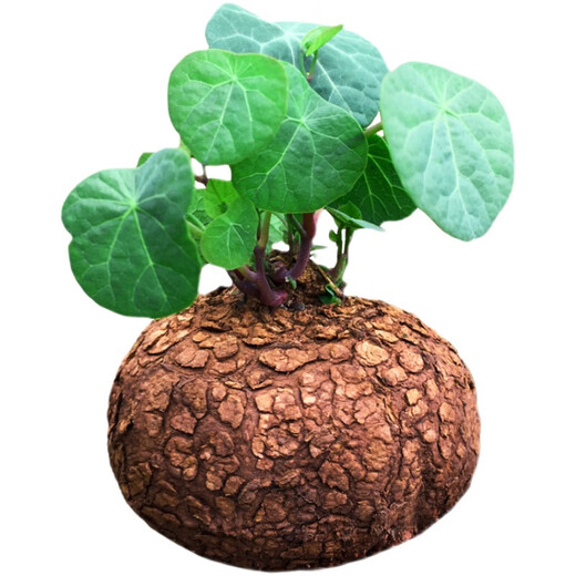 Mountain Turtle Plant Golden Potted Red Vine Blood Vine Hydroponic Bonsai Climbing Vine Indoor Desktop Succulent Green Plant Flowers Diameter 4-6cm 1 Red Vine Mountain Turtle + Gift