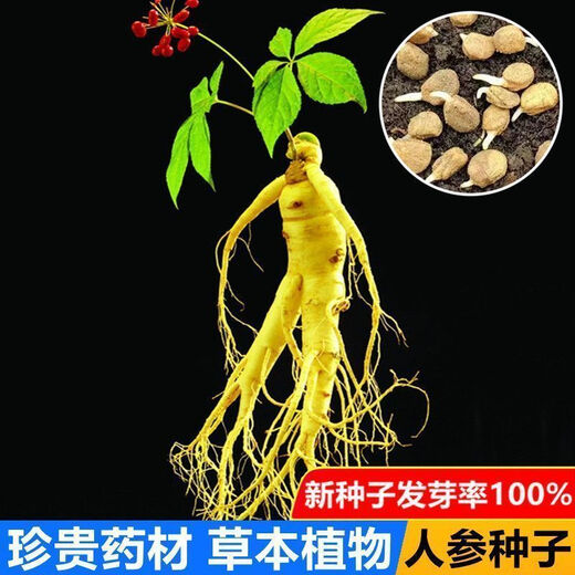 Changbai Mountain ginseng seeds are planted all year round in potted Northeastern American ginseng seeds, herbal medicinal seeds, 50 new seeds + fertilizer (100% germination rate)