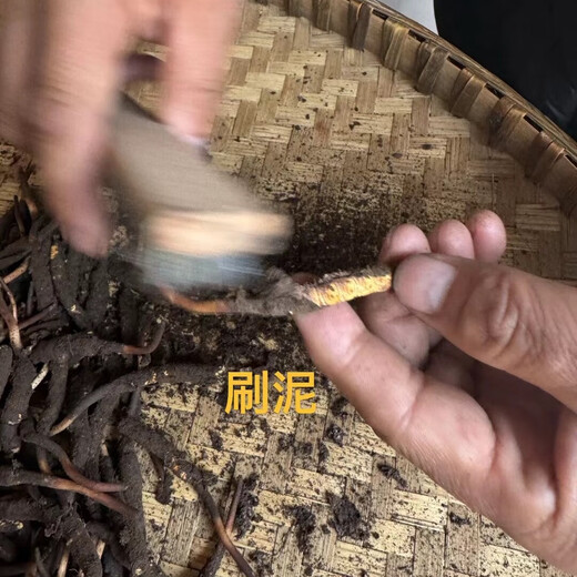 Naque Zhifa 2025 Tibet Naqu Highlity Authentic Wild First Fresh Cordyceps Sinensis One-For-100 Naqu Wild Grass 1,5 г/корень-100