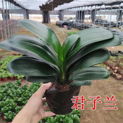 Four Seasons Clivia potted plant with buds, old seedlings, large and small seedlings, flower plants, indoor flowers and green plants, round-headed monks, Chinese red 9-11 leaves, flowering in the current year, 5 years old seedlings