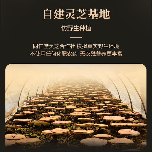 同仁堂（TRT）灵芝孢子粉术后营养中老年营养品探病体虚体弱220g/盒