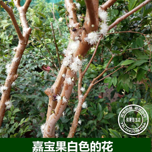 嘉宝果苗沙巴嘉宝果苗树葡萄果树苗带土带叶东莞13年老店 6年半苗沙巴6169 141cm(含)-170cm(含)