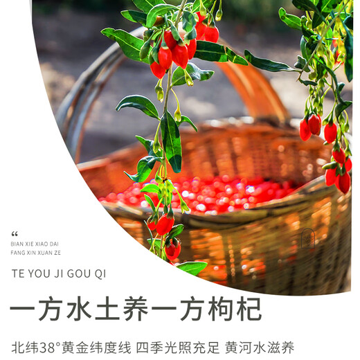 Zhongning Wolfberry, Ningxia Red Wolfberry First New Product, Empacaje de bolsas pequeñas, Wangqi Special High Fruit 250g*2 Box