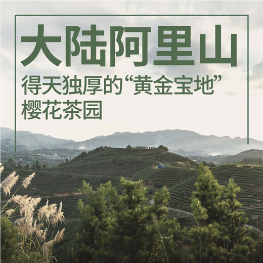 
Drink the rich aroma charcoal roasted oolong tea 2025 new tea Taiwan original high mountain tea 250g