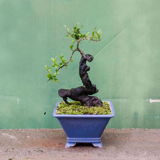 Sichuan golden marble grafting ripe pile Chongqing old pile fruit mother pile bonsai tree stump golden egg blood red fruit gourd fruit No. 1047 grafting 5 blood red fruit Delivery with pots Good for planting with pots
