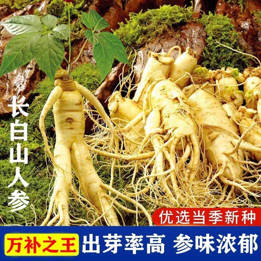 Changbai Mountain ginseng seeds are planted all year round in potted Northeastern American ginseng seeds, herbal medicinal seeds, 50 new seeds + fertilizer (100% germination rate)