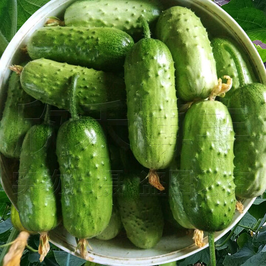 Mini fruit cucumber seeds, heat-resistant and high-yield, spring and summer small cucumber seeds, four-season balcony potted vegetable seeds, 10 thornless fruit cucumber seedlings