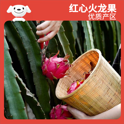 Jingxiansheng Red Heart Dragon Fruit Extra Large Fruit 4 pieces, single fruit 400g, net weight 3.2Jin Jin equals 0.5kg fresh fruit
