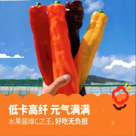 甜甜维他水果彩椒当季现摘长彩椒爽脆多汁生吃新鲜水果甜椒 精品中果3袋【3-5支/袋】 1049g