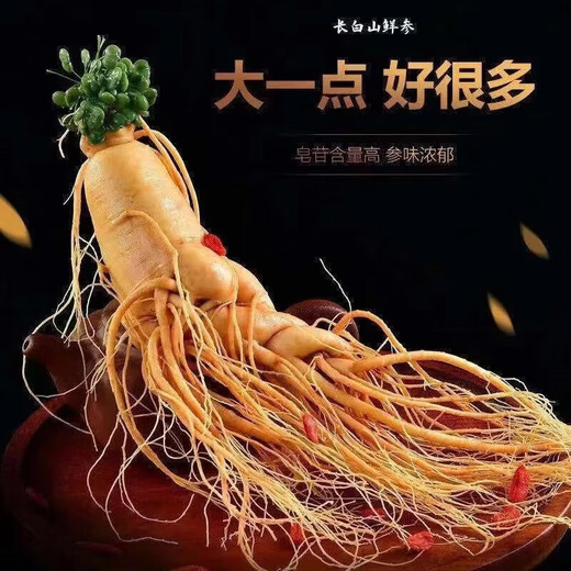 Changbaishan ginseng small fresh ginseng single branch wine soaked fresh ginseng supplement 6-10 grams of soup and wine ingredients Rich in ginseng saponin A