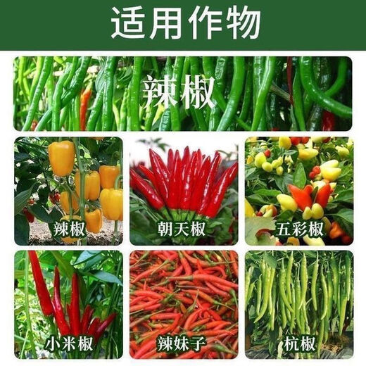 Zhonggu Nongkang (ZGNK) pepper special fungicide, agricultural disinfection and sterilization virus, anthrax disease, rolled leaf dead seedlings, rotten roots and rot fungicides, pepper pathogen cleaner 8 bags, the first choice for large growers
