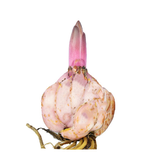 Lily bulbs, perfume lilies, bloom in all seasons and are good for feeding flowers and plants, indoor and outdoor flower seedlings, potted flower seeds, mix and match your choice of 5 balls in a package.