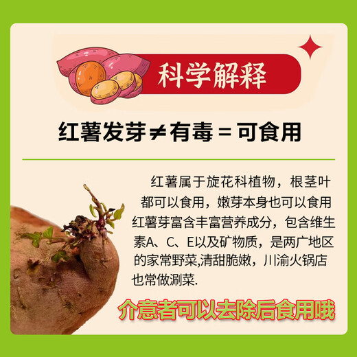 Buen granjero Baocai Shandong Durian Camote Camote Marsali Peso neto 4,5 Jin Jin equivale a 0,5 kg Una sola fruta aproximadamente 100 g + directamente de la fuente