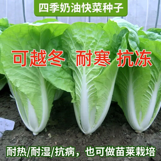 Four seasons fast vegetable seeds, creamy cabbage seeds, spring and summer water cabbage, four seasons courtyard balcony potted vegetable seeds, four seasons creamy fast vegetable seeds (no insects, no pesticides) Event Buy 3 bags + 2 bags 12555 grains + fertilizer