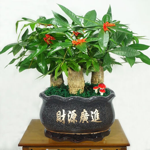 
The wealth tree opens and moves to give gifts. Pot plants, flowers, indoor formaldehyde absorption, small bonsai, large-sized Caiyuan Guangjin (1517 green silk) three, good with potted plants