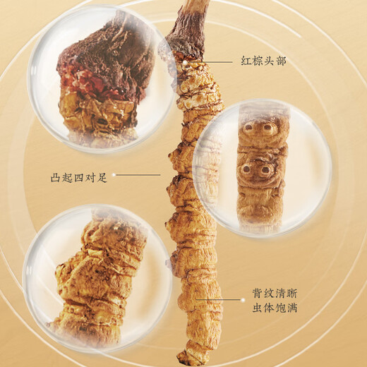 同仁堂品牌西藏野生冬虫夏草约4根/g10g约40根虫草高端礼盒送大客户领导
