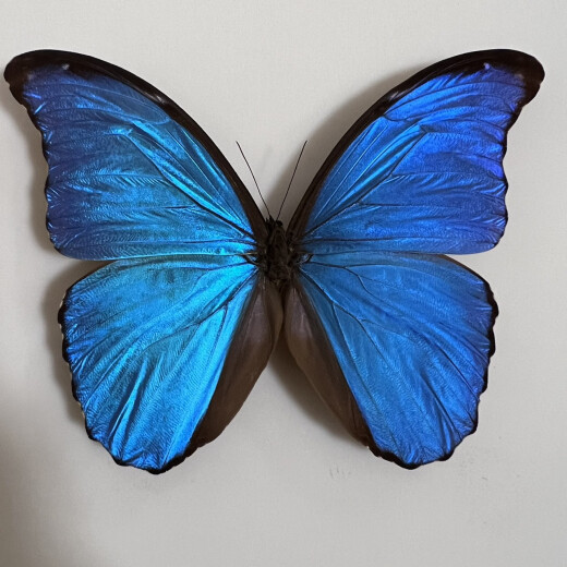 Insect Valley Big Blue Flash Butterfly Butterfly Muestra Frame Frame Butterfly Art Frame Real Butterfly Friends Holiday Gift Collection No. 1098