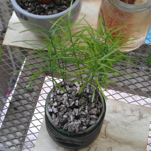 Wu Bamboo Seeds Desktop Balcony Potted Plants and Flowers Four Seasons Sowing Small Forest Dieffenbachia Hydroponic Planting Wu Bamboo Seeds 600 Capsules