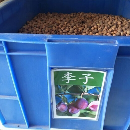 Wholesale bee sugar plum seeds are delicious, sweet and sour, simple and easy to grow plum seeds, delicious and good bee sugar plum seeds (new species), selected mixed colors, half a pack of about 2 seeds