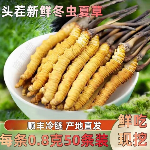 Luzhangtang 2025 frischer Cordyceps sinensis erste Ernte Cordyceps SF Kühlkettenursprung gerade Selektion frisches Gras tibetischer frischer Cordyceps 0,8 g je 50er-Packung