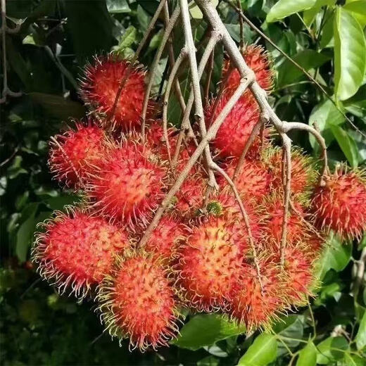 Rambutan seeds for all-season sowing, balcony potted plants and small yard planting, simple fruit and vegetable seeds collection. Rambutan seeds, original, selected high-quality seeds, one pack, about 10 seeds.