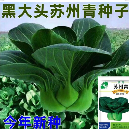 Shanghai green seeds for all seasons, small green vegetables, chicken feathers, fast vegetable varieties, small cabbage, rapeseed, heat, humidity and cold resistant, for field use, original black big-headed Suzhou green seeds, about 1200 capsules, 1 pack