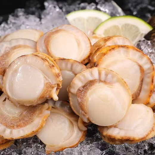 New arrival, extra large scallop meat, pure wild-caught fresh scallops, frozen seafood, kept fresh with ice, scallop meat 400g*2