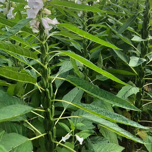 Семена черного кунжута, экстракции масла из семян белого кунжута, Академия сельскохозяйственных наук, гибрид, высокая маслянистая стабильная урожайность, низкий стебель, восьмигранная семенная основа, специальное пространство, черные гигантские семена кунжута, оригинальные 100 грамм, 1 пакетик