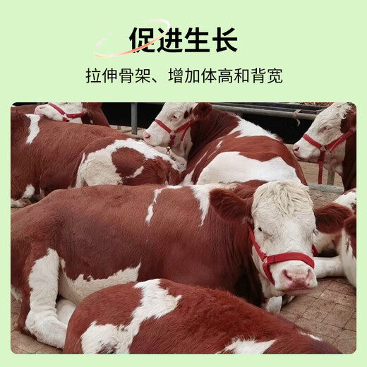 Shangdefuguo calf fast growing calf fast growing feed additive to pull the skeleton and promote growth 500g/bag 1 bag