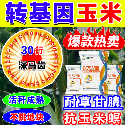 Strong man's genetically modified high-yield corn seeds with short stems and lodging resistance, nationally approved double-rod twins, drought-resistant new varieties of corn seeds, genetically modified golden grains, 4100 grains