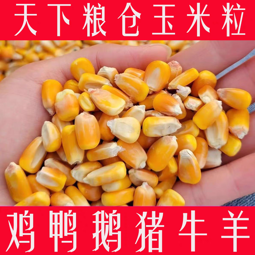 Northern Jiangsu high-quality corn kernels special price medium grain corn dry rice to feed pigeons, chickens, ducks and geese poultry animal food feed farm corn kernels 2Jin Jin is equal to 0.5 kg