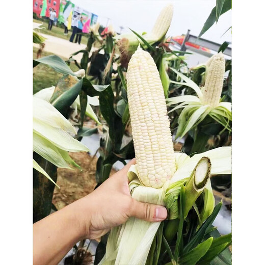 Early maturing short-stemmed white sweet and waxy white corn seeds in the field for sowing in all seasons with big sticks for fresh corn in spring and autumn Jinnuo 1915 600 grains