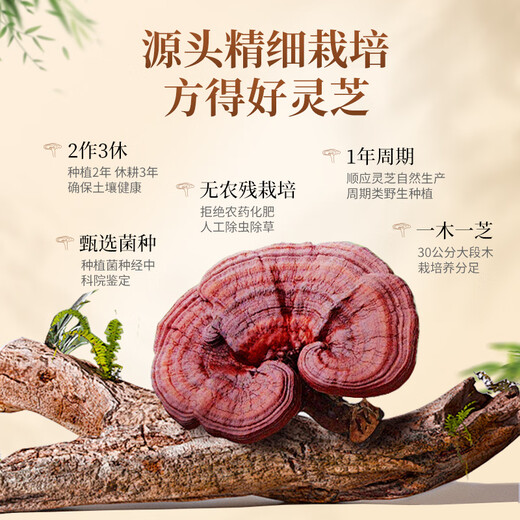 
Xianzhilou [National Standard Setting] Four Organic Health Products of Breaking Wall Ganoderma Spore Powder, Gift Box, Enhanced Immunity 1 Box 64g [Monthly Measuring] Daily Care