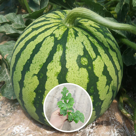 Shouhe crunchy type 8424 watermelon seeds, early mature, thin-skinned, summer and autumn seeds, 8424 watermelon seeds, 40 seeds + 20 seedlings