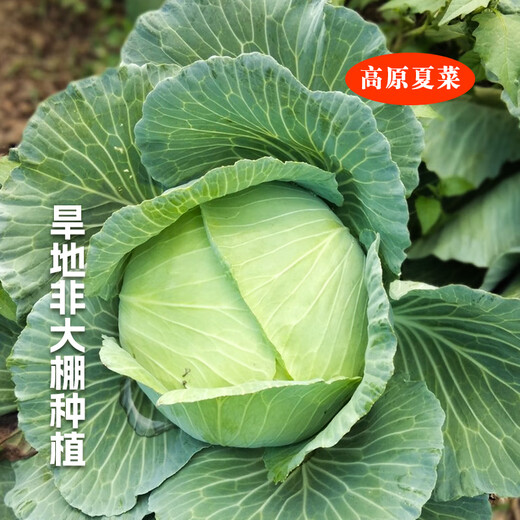 Plateau summer vegetables, fresh cabbage, green cabbage, cabbage, cabbage, seasonal vegetables, healthy and nutritious breakfast, 3 Jin Jin equals 0.5 kg, boxed farm food