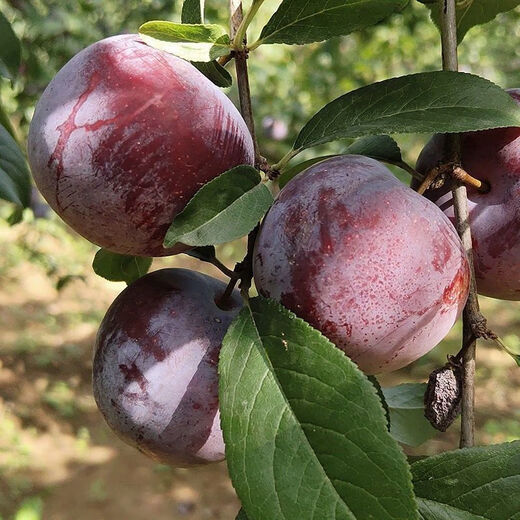 Wholesale bee sugar plum seeds are delicious, sweet and sour, simple and easy to grow plum seeds, delicious and good bee sugar plum seeds (new species), selected mixed colors, half a pack of about 2 seeds