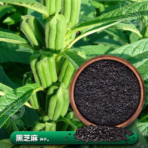 Кунжут черный, весеннего и летнего посева, среднеранний срок созревания, однополюсный тип, кущение, многоустойчивые к полеганию семена, семена масличных культур, семена черного кунжута №1 а2025 новая упаковка производителя, большой пакет 40г/пакет