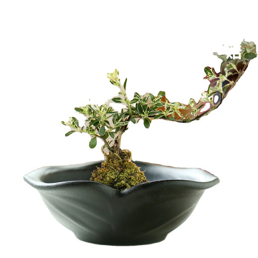 
Wholesale non-porous rice and bamboo hydroponic flower pot ceramic petal moss ball flower pot Jianshan green plant calamus Brazil wood bonsai TX small flat mouth JW1098 gray sand ceramic medium