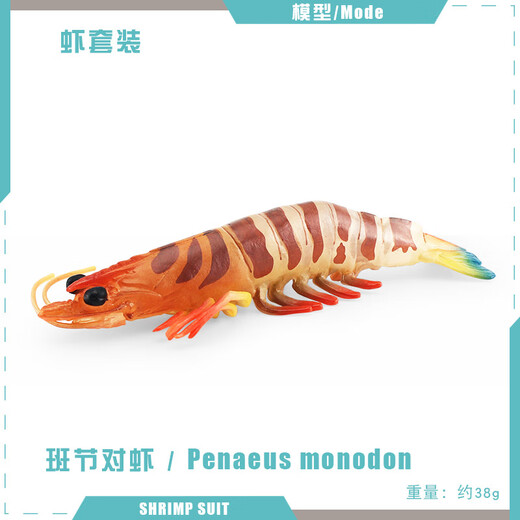 Shantoulin Village Simulation Children's Early Education Cognition Aquatic Tiger Shrimp Spot Festival Prawns Marine Freshwater Biological Solid Model Toy Ornaments T15688 Aquatic Tiger Shrimp 103g