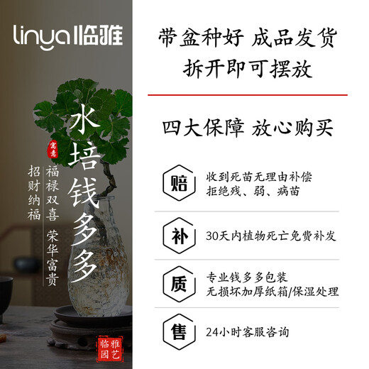 Linya hydroponic round-leaf Phlox truncatula Qianduoduo potted plants living room desktop water-cultured green plants square bottle straight from the source