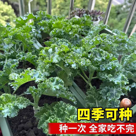 Tianfen kale seeds, four-season balcony cold-resistant edible olive vegetables, easy-to-grow potted high-calcium vegetable seeds in the field, high-nutrition green kale seeds, 100 capsules