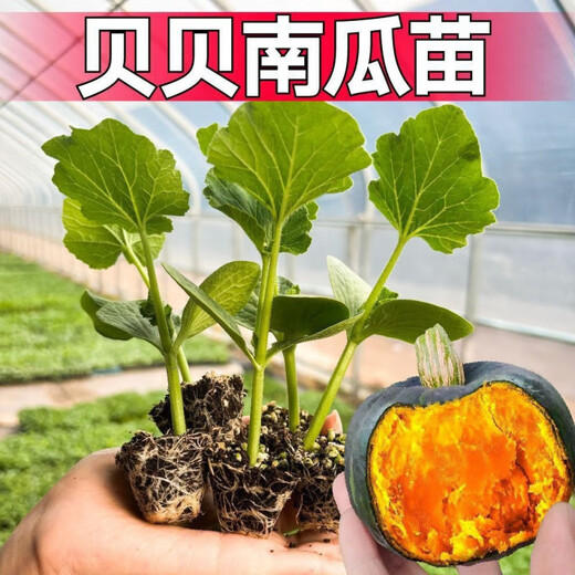 Authentic Chestnut Flavor Real Beibei Pumpkin Seedlings with Soil for Four Seasons Potted Honey Old Pumpkins, Take 3 + 3 Trees (6 Plants in Total) (Grade A) Beibei Pumpkin Seedlings (Strong Seedlings)