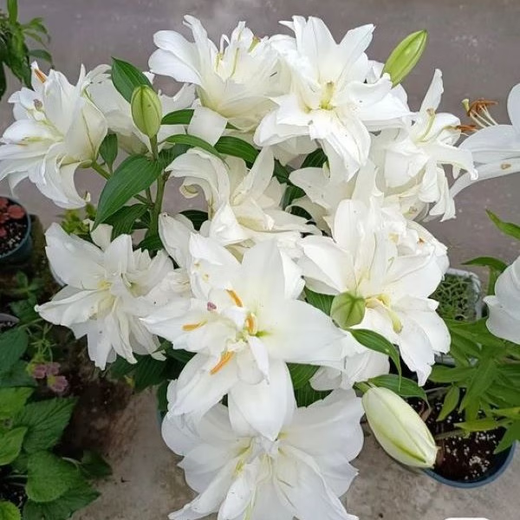 Lily bulbs, perfume lilies, bloom in all seasons and are good for feeding flowers and plants, indoor and outdoor flower seedlings, potted flower seeds, mix and match your choice of 5 balls in a package.