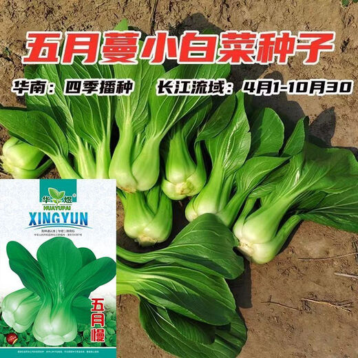 Shanghai green seeds for four seasons, small green vegetables, chicken feathers, fast vegetables, small cabbage, rape, heat, moisture and cold resistance, field use, original authentic May slow seeds, about 3600 capsules, 3 packs
