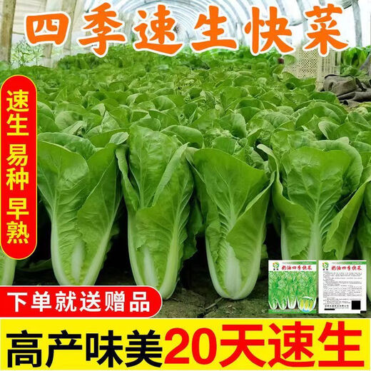 Four seasons fast vegetable seeds, creamy cabbage seeds, spring and summer water cabbage, four seasons courtyard balcony potted vegetable seeds, four seasons creamy fast vegetable seeds (no insects, no pesticides) Event Buy 3 bags + 2 bags 12555 grains + fertilizer