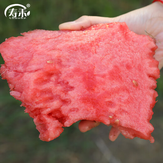 Shouhe crunchy type 8424 watermelon seeds, early good quality, early maturity, thin skin, summer and autumn seeds, watermelon seeds, 40 pieces of crunchy 8424 watermelon seeds